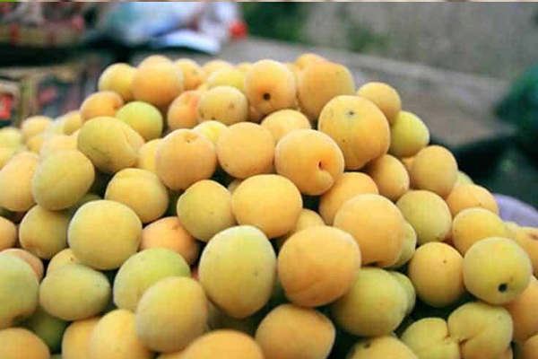 Quả mơ là quả gì?