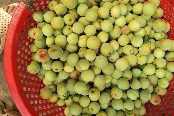 Quả mơ có tốt không?