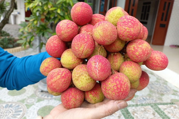 Vải u trứng trắng đặc biệt