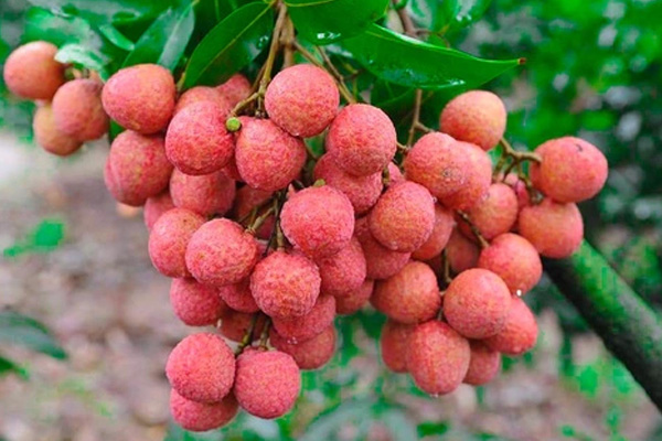 Tăng cường chức năng miễn dịch