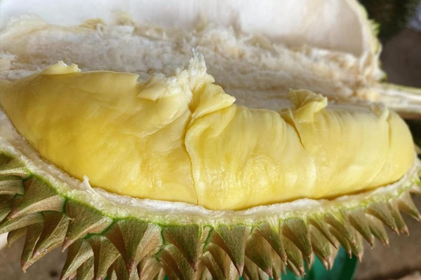 Sầu riêng Ri6 và sầu riêng Thái: Màu sắc của cơm sầu riêng